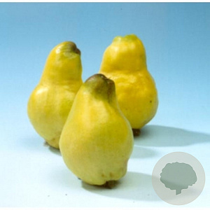 Cydonia o. 'Vranja' 200-250 cm draadkluit meerstammig