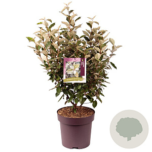 Elaeagnus ebb. 'Compacta' 80-90 cm 13L
