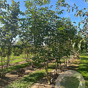 Juglans r. 'Buccaneer' 250-300 cm draadkluit meerstammig