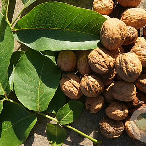 Juglans r. 'Franquette' 175-200 cm draadkluit meerstammig