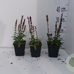 Salvia nem. 'Rose Queen' GM P9