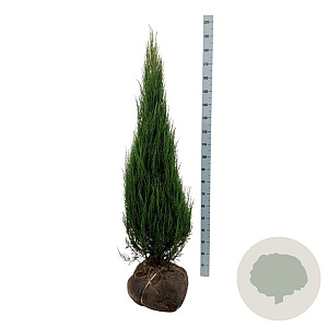 Juniperus s. 'Blue Arrow' 125-150 cm met kluit extra