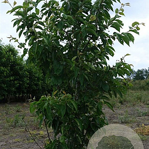 Prunus yedoensis 200-250 cm draadkluit meerstammig