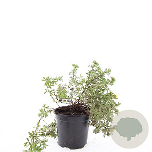 Potentilla f. 'Elizabeth' GM 1.5