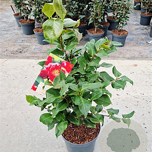 Camellia j. 'Dr King' 40-50 cm 5,0L
