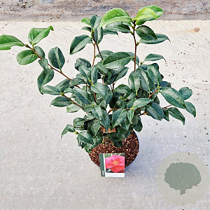 Camellia ret. 'Mary Williams' 40-50 cm 5,0L