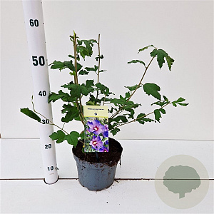 Hibiscus syr. 'Marina' 40-50 cm 3,0L