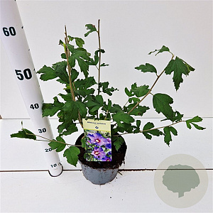 Hibiscus syr. 'Marina' 40-50 cm 3,0L