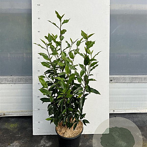 Prunus l. 'Angustifolia' 30-40 cm 3,0L