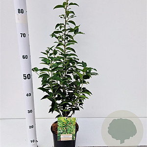 Prunus l. 'Angustifolia' 40-50 cm 2,0L
