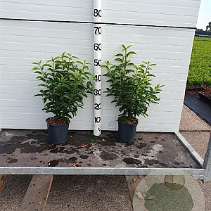 Prunus l. 'Angustifolia' 40-50 cm 2,0L