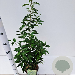 Prunus l. 'Angustifolia' 40-50 cm 2,0L