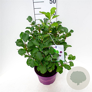 Amelanchier aln. Greatberry Garden 40-50 cm 5,0L