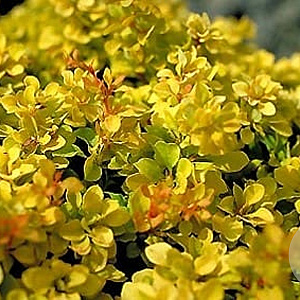 Berberis thunb. Golden Nugget 25-30 cm 3,5L