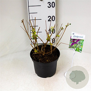 Buddleja d. 'Border Beauty' 40-50 cm 3,0L