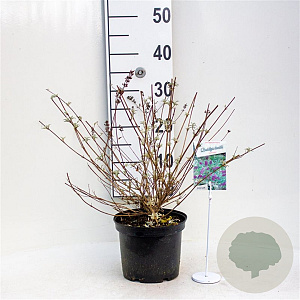 Buddleja d. 'Nanho Blue' 40-50 cm 3,0L