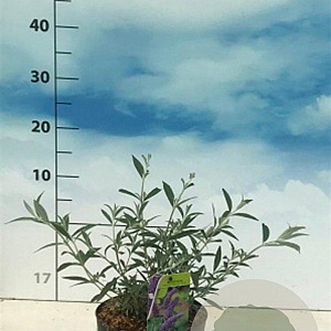Buddleja d. 'Nanho Blue' 40-50 cm 3,0L