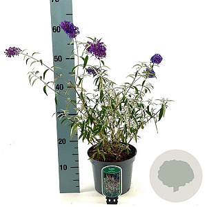 Buddleja d. 'Nanho Purple' 40-50 cm 3,0L
