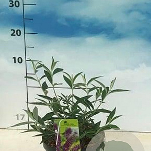 Buddleja d. 'Nanho Purple' 40-50 cm 3,0L