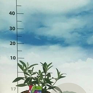 Buddleja d. 'Royal Red' 40-50 cm 3,0L