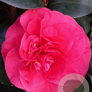Camellia j. 'Lady Campbell' 60-80 cm 5,0L