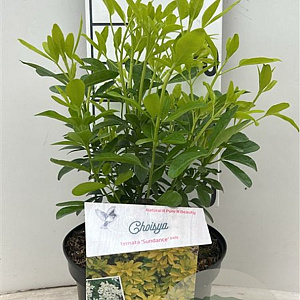 Choisya t. Sundance 25-30 cm 3,5L