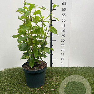 Clethra alnif. 'Ruby Spice' 30-40 cm 3,0L