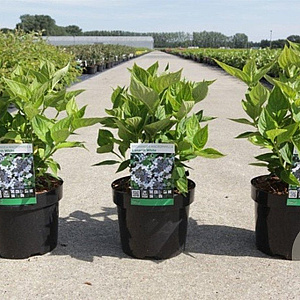 Hydrangea m. 'Lanarth White' 25-30 cm 3,5L