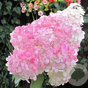 Hydrangea pan. 'Pink Lady' 30-40 cm 3,0L