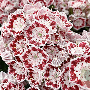 Kalmia lat. 'Minuet' 30-40 cm 3,0L