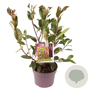 Photinia fraseri 'Red Robin' 30-40 cm 3,0L