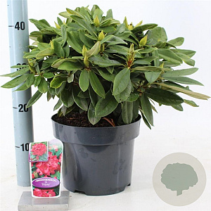 Rhododendron (Y) 'Dopey' 30-40 cm 5,0L