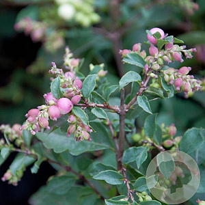 Symphoricarpos doorenbosii 'Magical Candy' 25-30 cm 2,0L