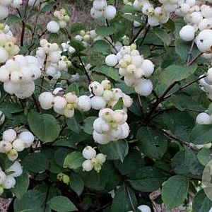 Symphoricarpos doorenbosii 'Magical Galaxy' 25-30 cm 2,0L