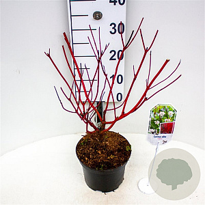 Cornus alba 'Sibirica Variegata' 30-40 cm 3,0L