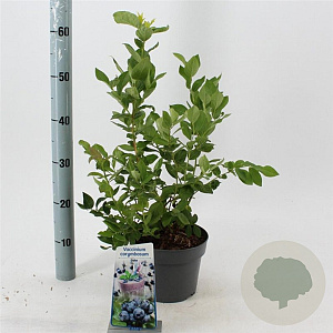Vaccinium c. 'Duke' 30-40 cm 3,0L