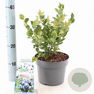 Vaccinium c. 'Duke' 30-40 cm 3,0L