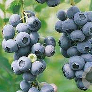 Vaccinium c. 'Duke' 30-40 cm 3,0L