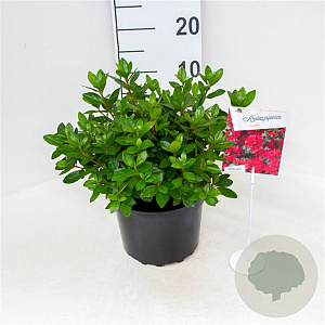 Azalea (J) 'Ageeth' 25-30 cm 4,0L