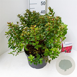 Azalea (J) 'Toreador' 40-50 cm 10L