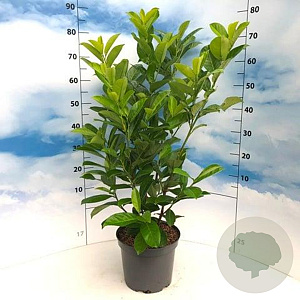 Prunus I. 'Rotundifolia' 80-100 cm 7,5L
