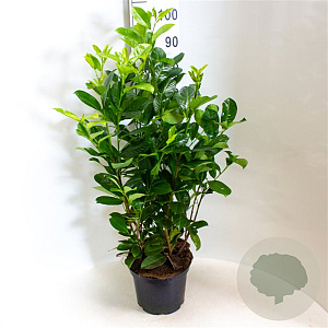 Prunus I. 'Rotundifolia' 80-100 cm 7,5L