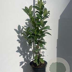 Prunus I. 'Rotundifolia' 80-100 cm 7,5L