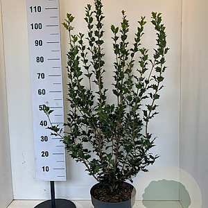 Osmanthus heterophyllus 100-120 cm 10L
