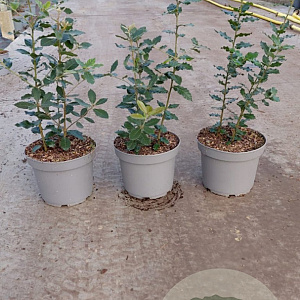 Quercus ilex 40-60 cm 5,0L