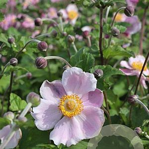 Anemone h. 'September Charm' GM P9