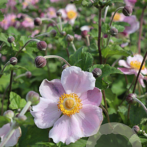 Anemone h. 'September Charm' GM P9