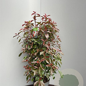 Photinia fraseri 'Red Robin' 80-100 cm 10L