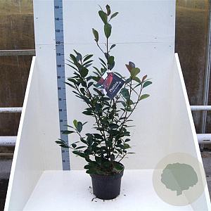 Photinia fraseri 'Red Robin' 80-100 cm 10L
