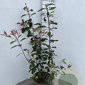 Photinia fraseri 'Red Robin' 80-100 cm 10L